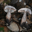 Global diversity of the Tylopilus alboater ...